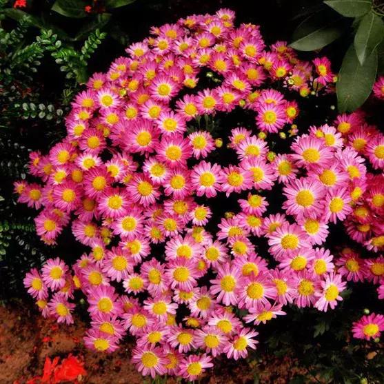 适合室内养的50种植物驱蚊,适合家里养的驱蚊的植物