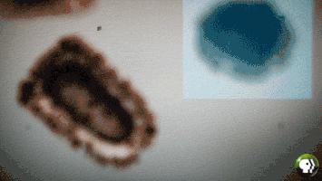 削皮神器削皮顺滑不浪费食材,轻松削皮方便又实用