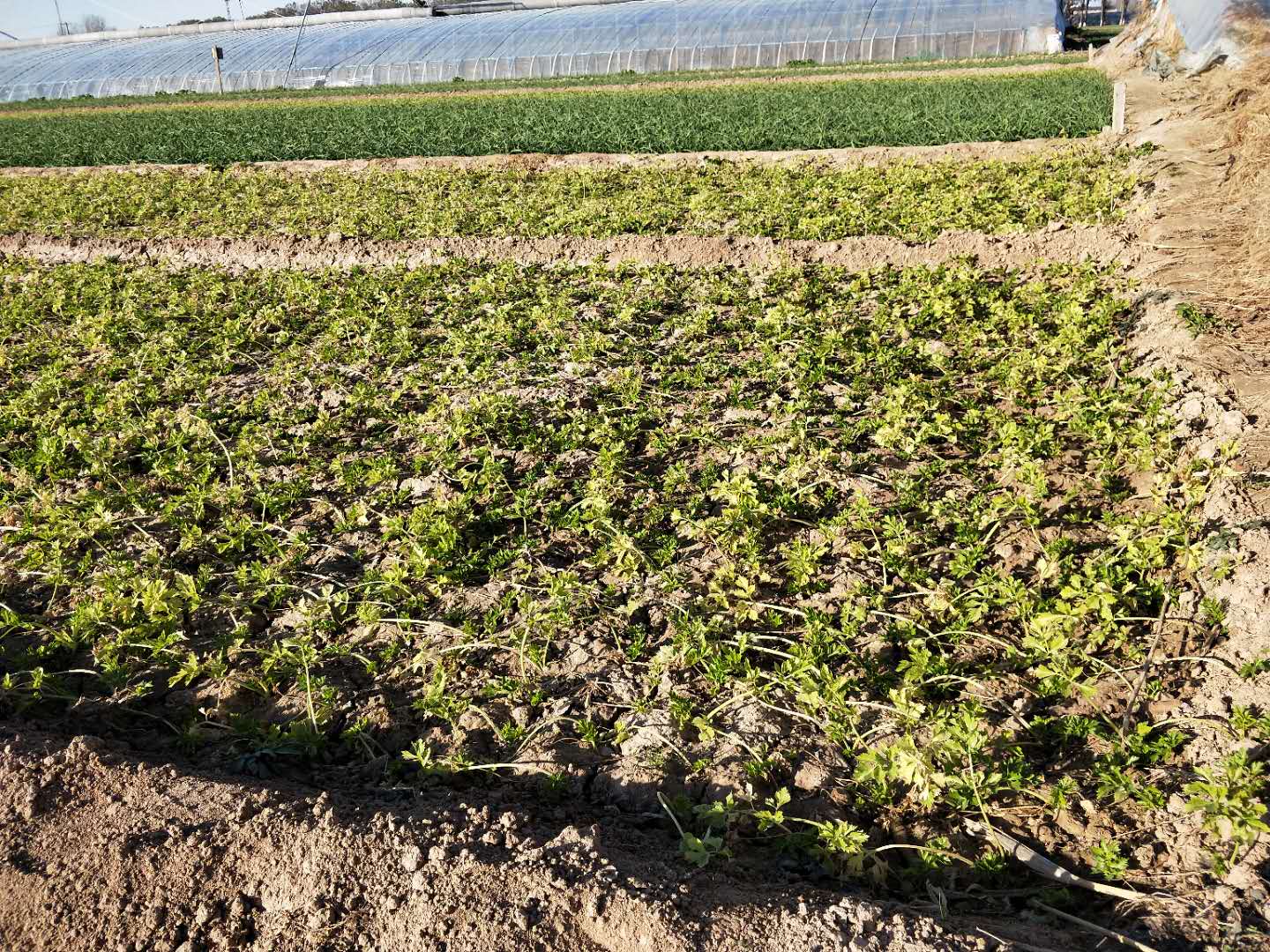 芹菜种子种的时候怎么处理,芹菜播种前怎样处理种子
