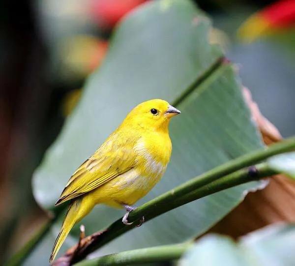 部编版语文六年级下册作文范文,部编版四年级下册押题作文