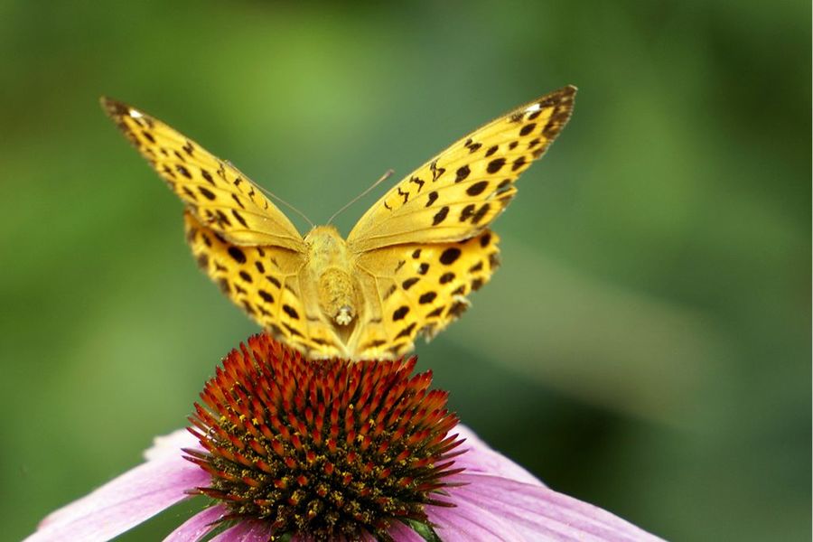 世界上的各种蝴蝶,为什么世界上有五彩斑斓的蝴蝶