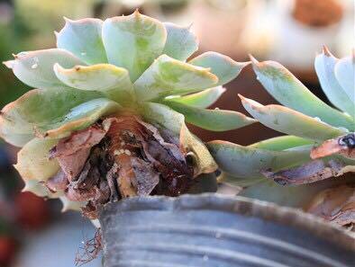 多肉一直不长怎么办,多肉一直不长新叶片