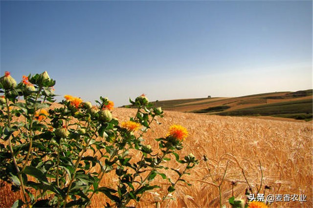 红花种植技术技巧,红花的种植方法和注意事项