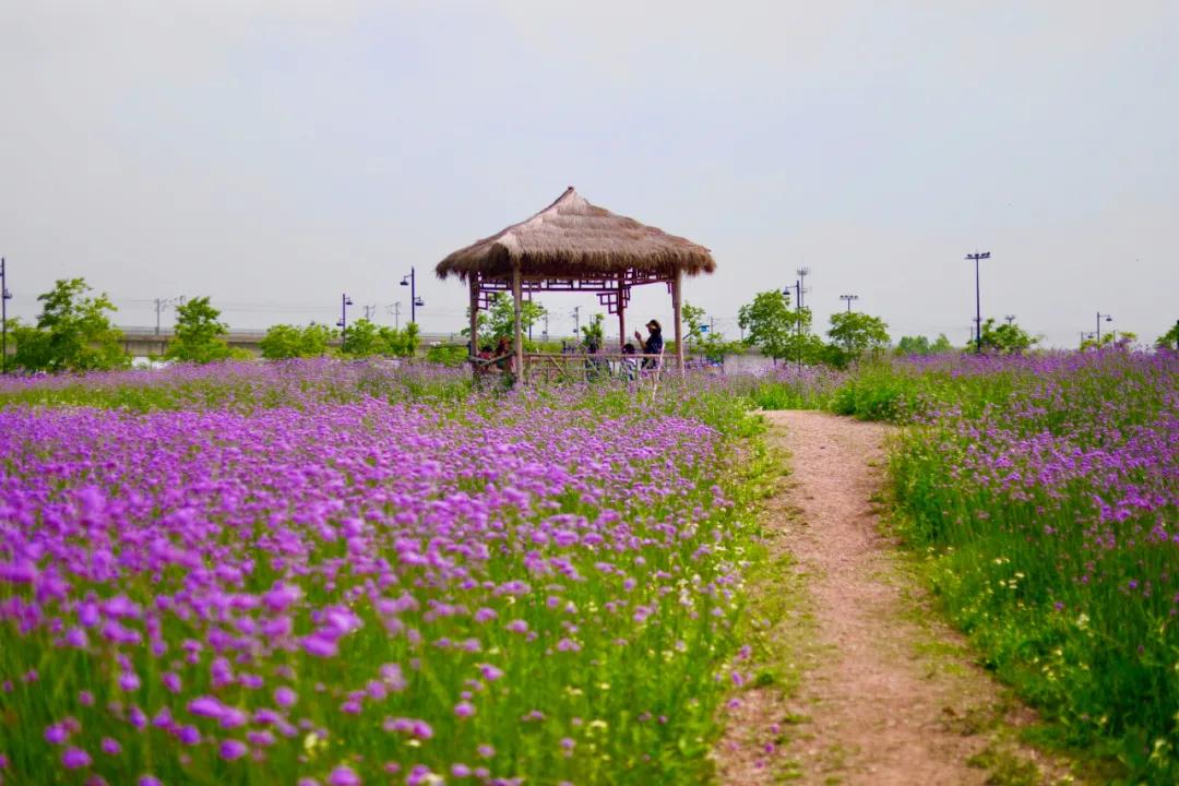 百亩花海竞相开放视频,余杭径山花海