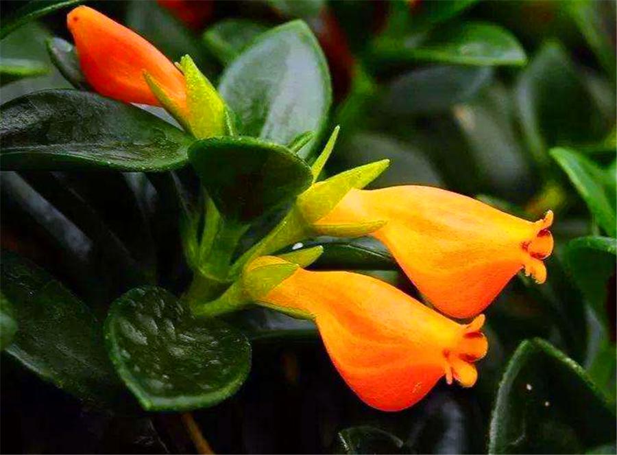 金鱼吊兰冬季可以修剪吗,金鱼吊兰冬季多长时间浇一次水