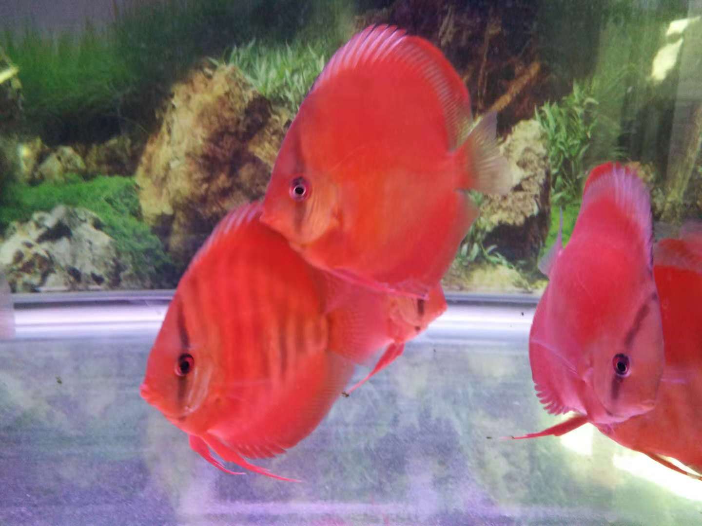 新缸养水几天能培养出硝化细菌,新开缸几天能培养出来硝化细菌