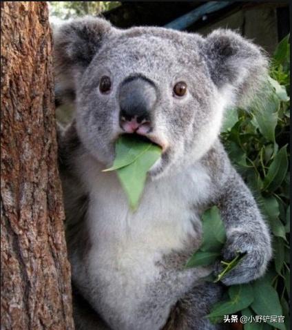 树袋熊和考拉有什么区别 (树袋熊和考拉有什么关系)