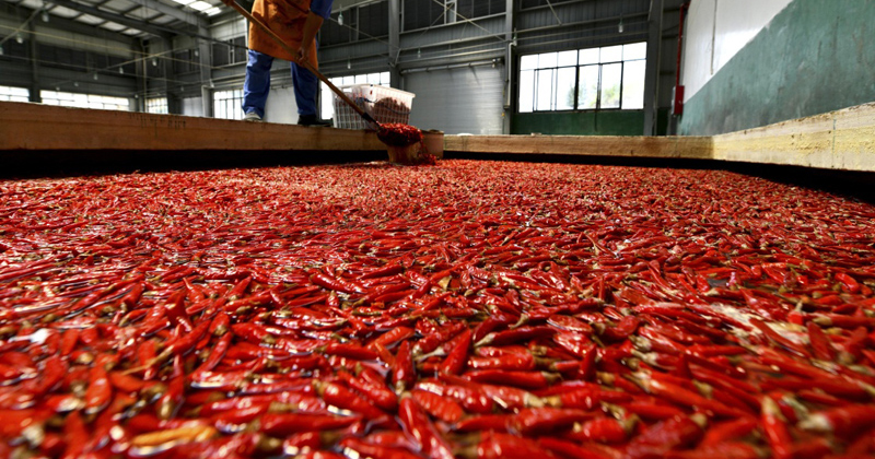 老干妈陶华碧如何发家,老干妈陶华碧从摆摊到年收入50亿