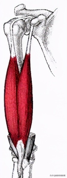 腕和手的多处屈肌和肌腱损伤,前臂神经卡压原因