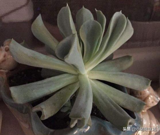 阳台养多肉怎么避免徒长,适合阳台养的多肉不容易徒长