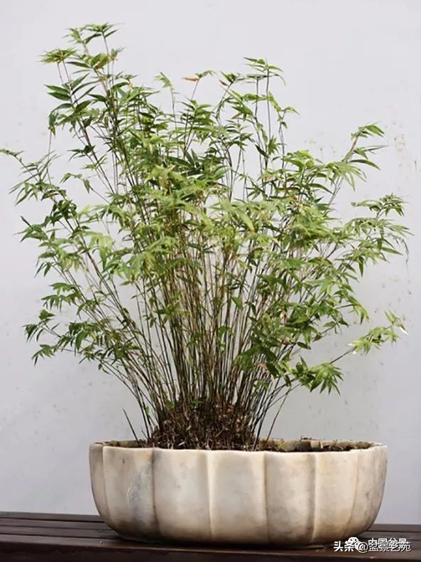 北方耐寒矮化竹子,竹子矮化的最佳方法