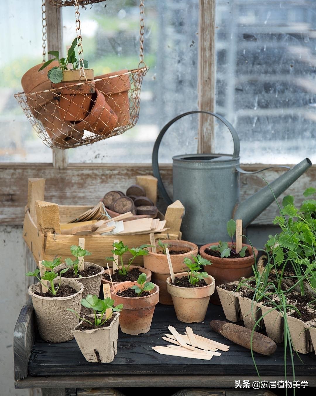 假期中,家里的「留守植物们」该怎么办呢?