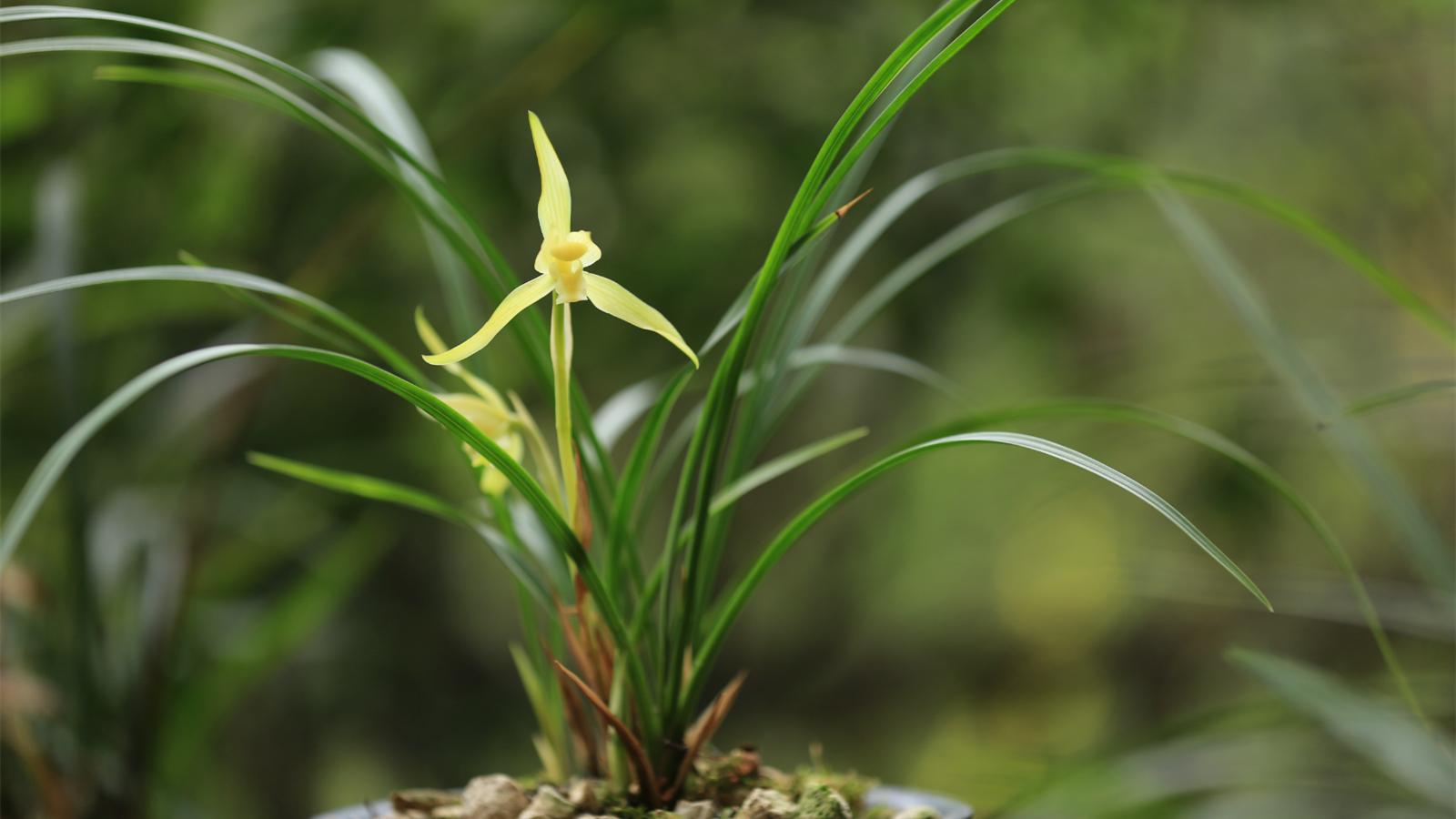 兰花八大名品价格,荷瓣兰花第一名品