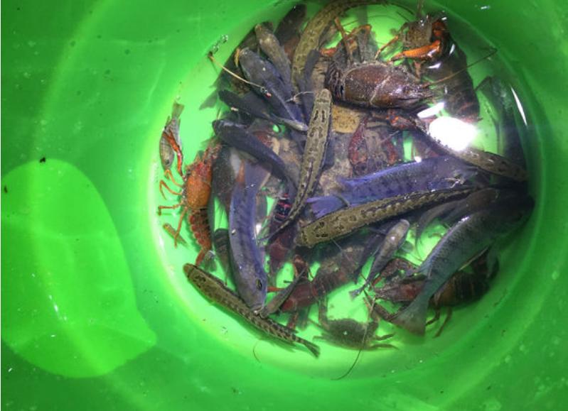 虾塘出现红黑水,虾塘出现黑鱼怎么处理