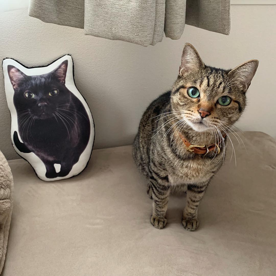 猫球虫症状怎么治疗,猫球虫病是怎么导致的