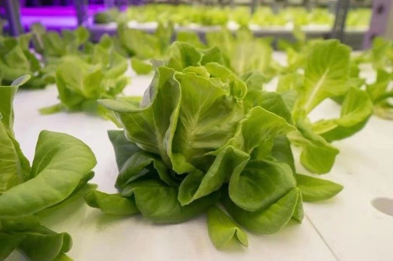 中环易达设施园艺科技有限公司,中环易达魏华农