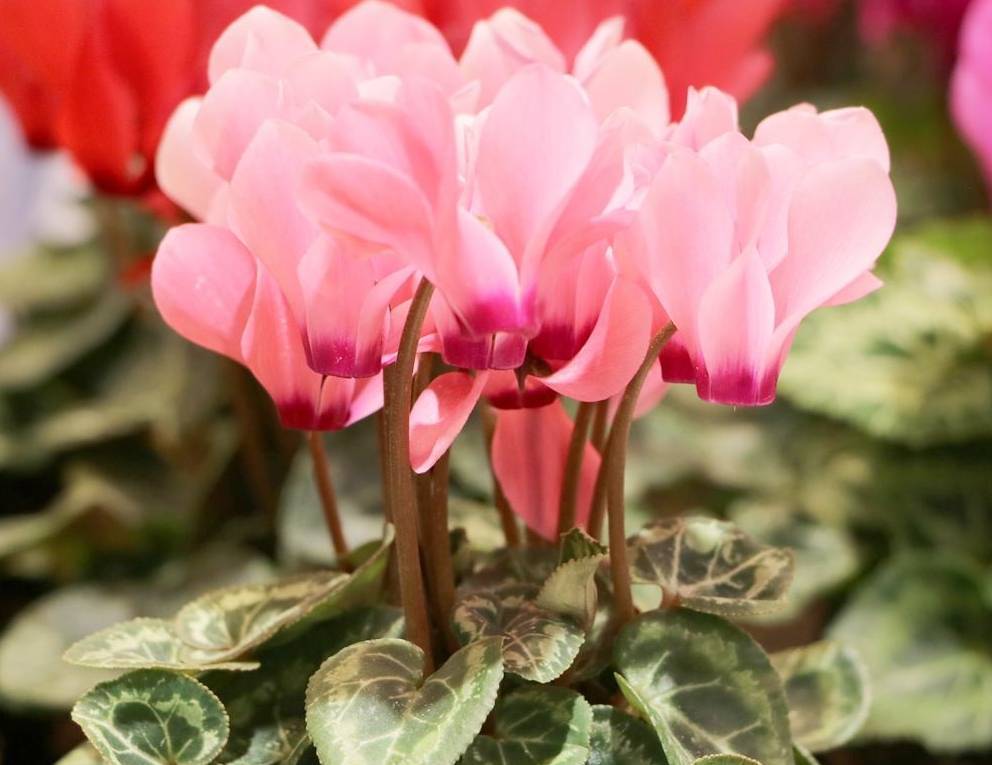 养花卉技巧仙客来,养仙客来的教程