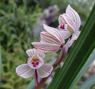 荷之冠历史,荷之冠形状特征