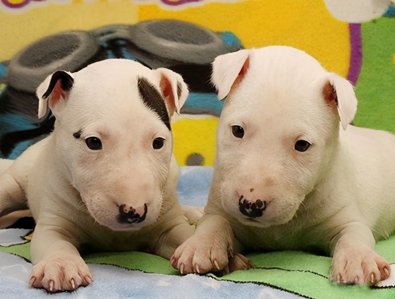 全球最厉害十大犬种,世界十大排名巨型犬种