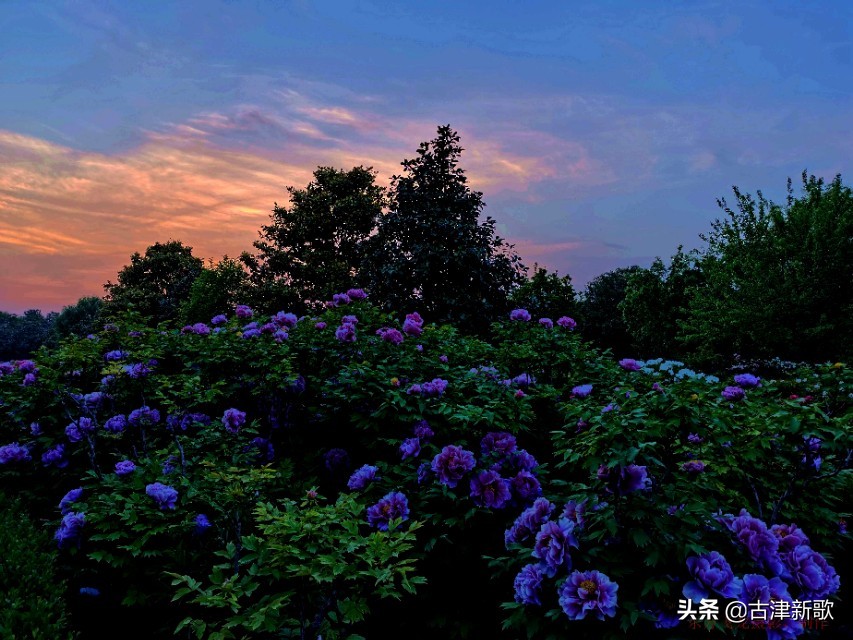 最美牡丹诗词20首,研究牡丹花