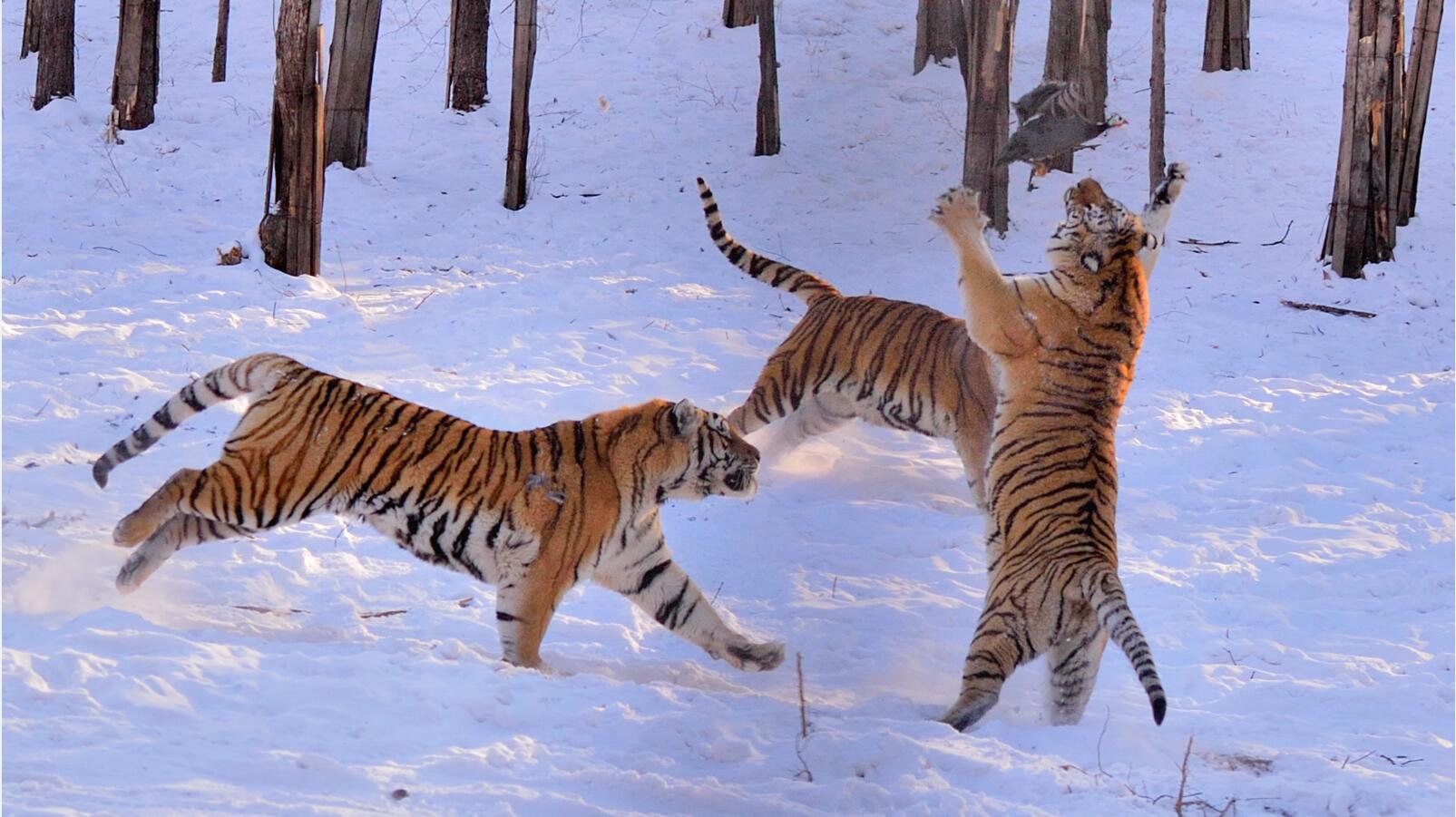 乐拼司导专车带你玩转哈尔滨之冬季篇