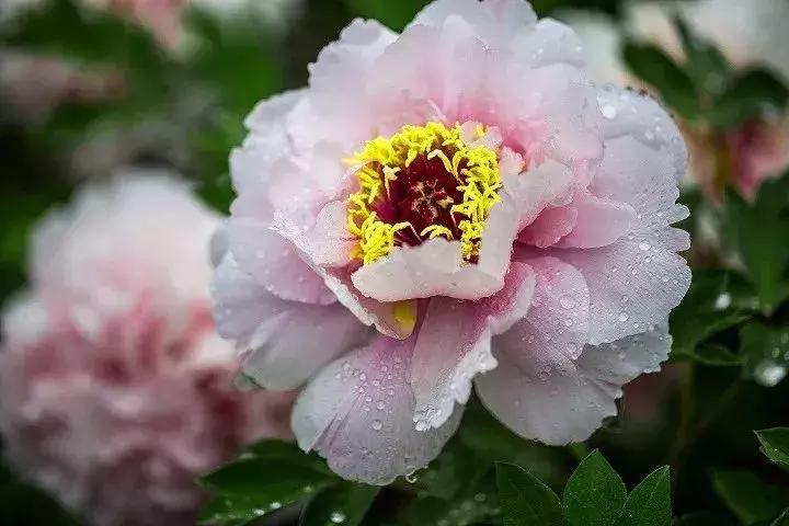 天津到菏泽看牡丹两日游,天津出发太行山旅游路线推荐