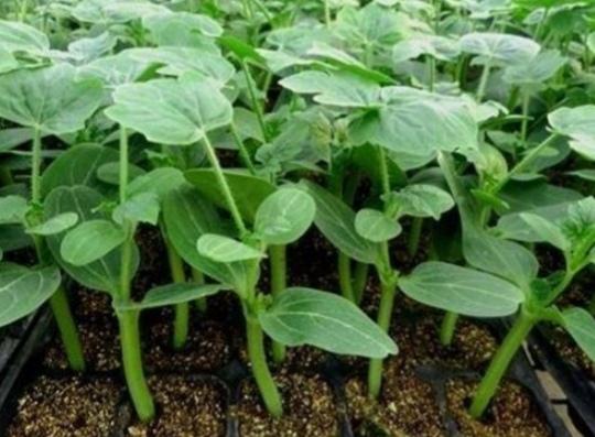 西瓜种植技术与授粉,怎么才能选到脆甜皮薄的西瓜