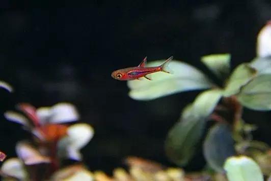 灯鱼草缸造景教程,草缸造景养什么鱼