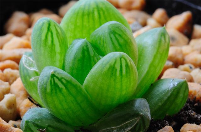 李大爷养花,如何把多肉玉露养得晶莹剔透