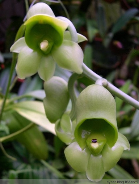 最好记的花名大全,很难得一见的花