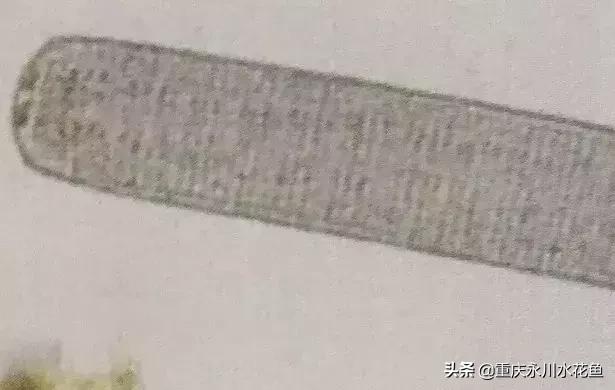 蓝藻念珠藻颤藻,蓝藻颤藻