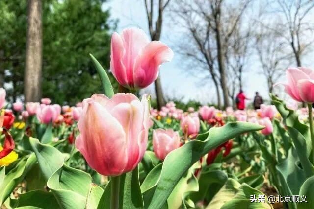 带你去看北京国际鲜花港,北京国际鲜花港打卡攻略