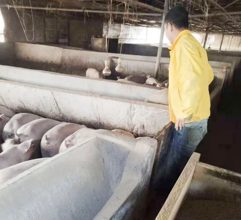 双胞胎公司加农户养猪模式怎么样,双胞胎饲料公司加农户养猪