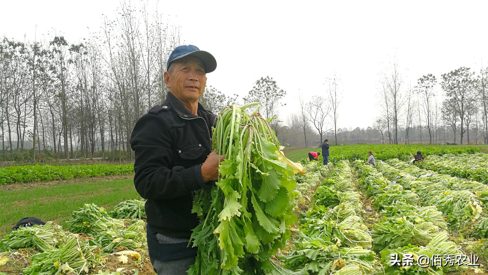 冬天不怕冻的蔬菜有哪些,南方冬天不怕冻的蔬菜