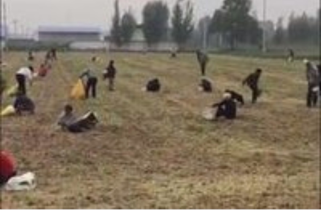 也忆＂拾豆”往事