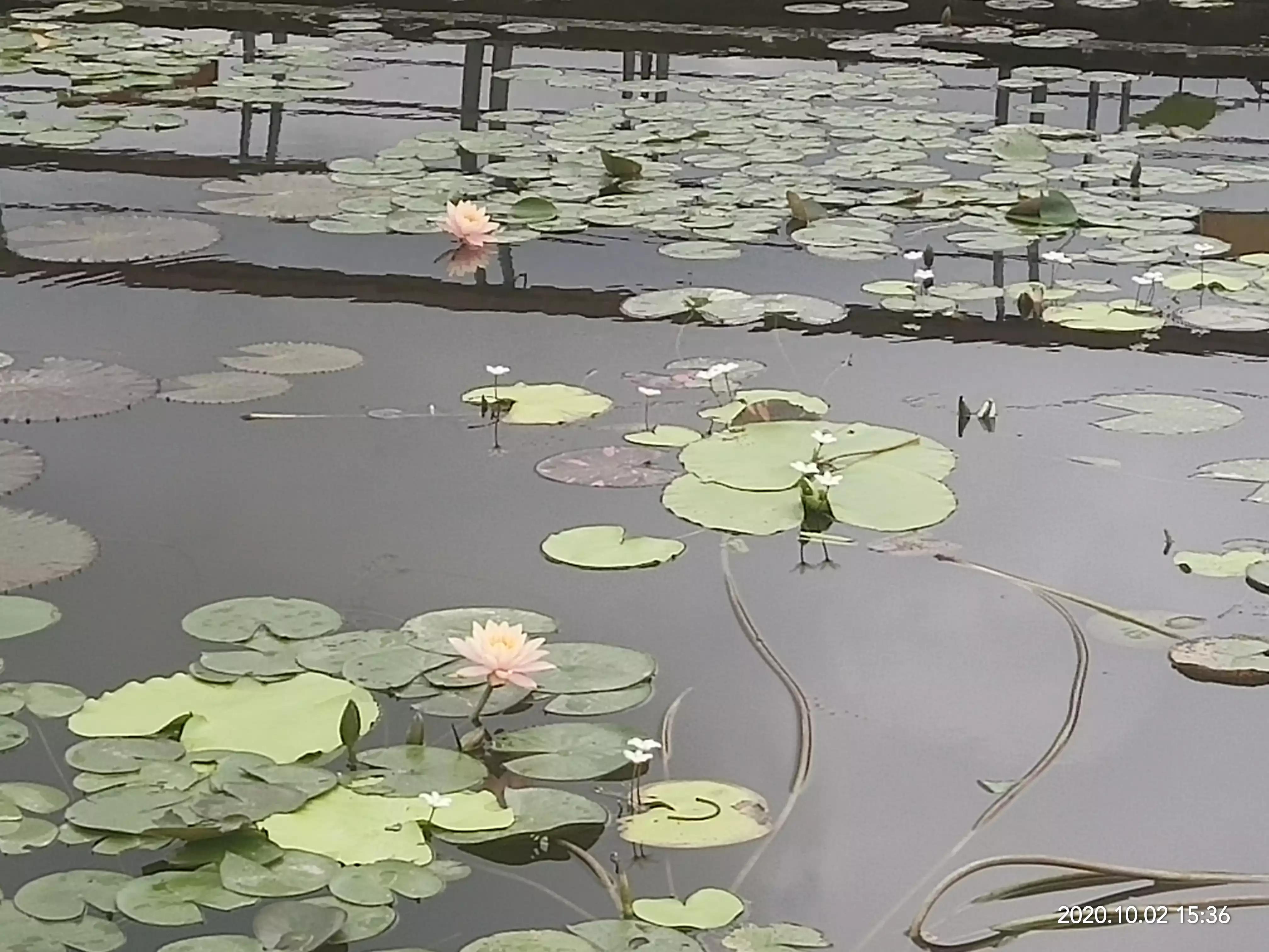 一朵荷花清新唯美,获奖唯美荷花