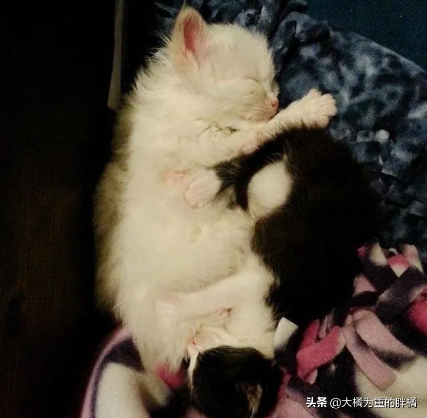 两只猫被收养后的幸福生活,两只流浪猫被收养后的幸福生活