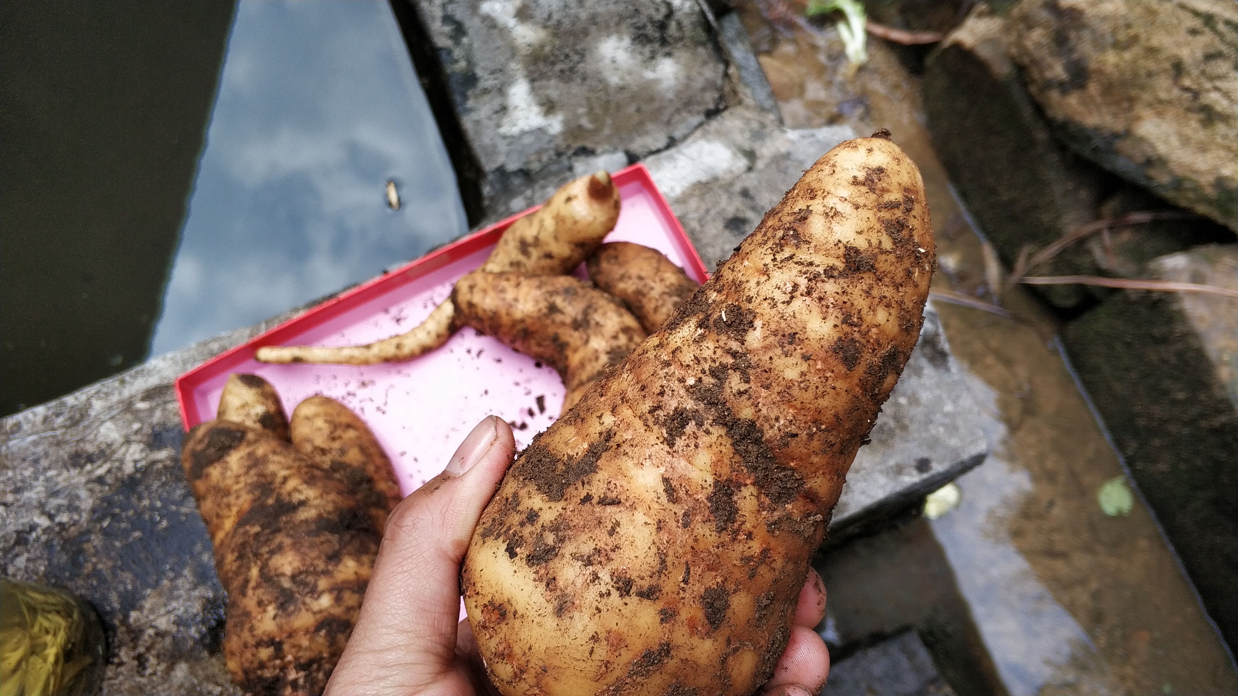 给大家展示一下什么叫做“金山药岭名茶地，竹海栗园水电乡”