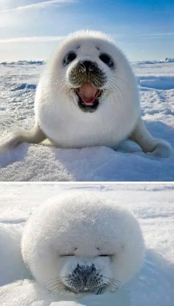 这届年轻人已经饥渴到“吸海豹”了……