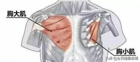 胸小肌问题,胸小肌是深层肌肉吗