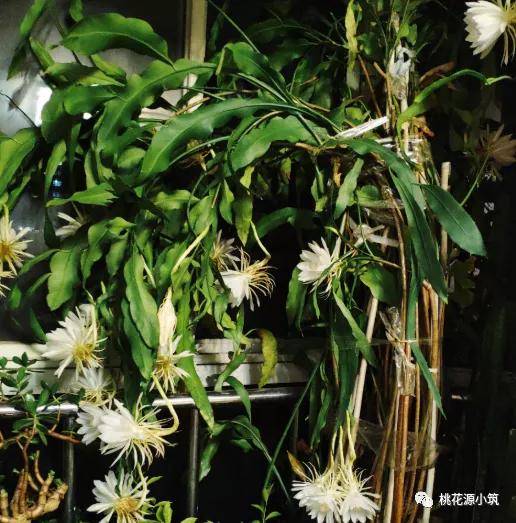 生活养花小妙招,昙花叶片变厚的秘诀