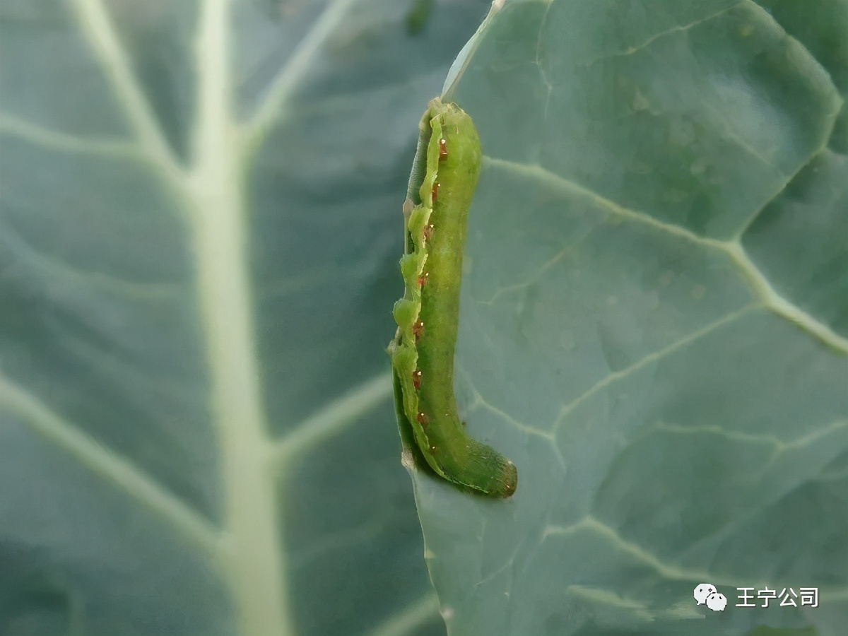 夏播玉米虫害图片大全,玉米虫害图谱高清大图