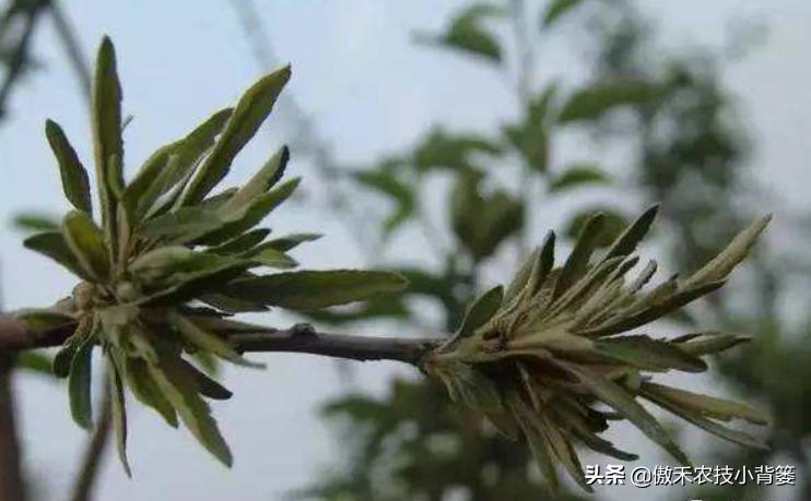 苹果缺铁病害怎么治,苹果缺锌病害