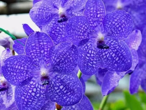 世界各国国花合集,世界各国国花图片分享