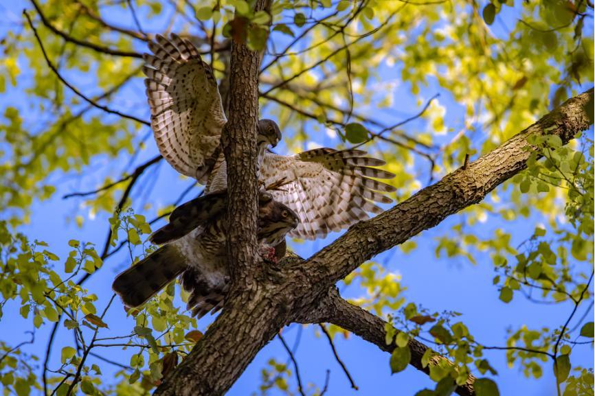 佳能拍鸟最佳镜头,佳能r5有鸟眼跟踪对焦吗