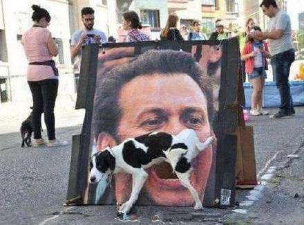 狗狗出现哪些症状表现想喝水,狗狗出现什么症状是喜欢你