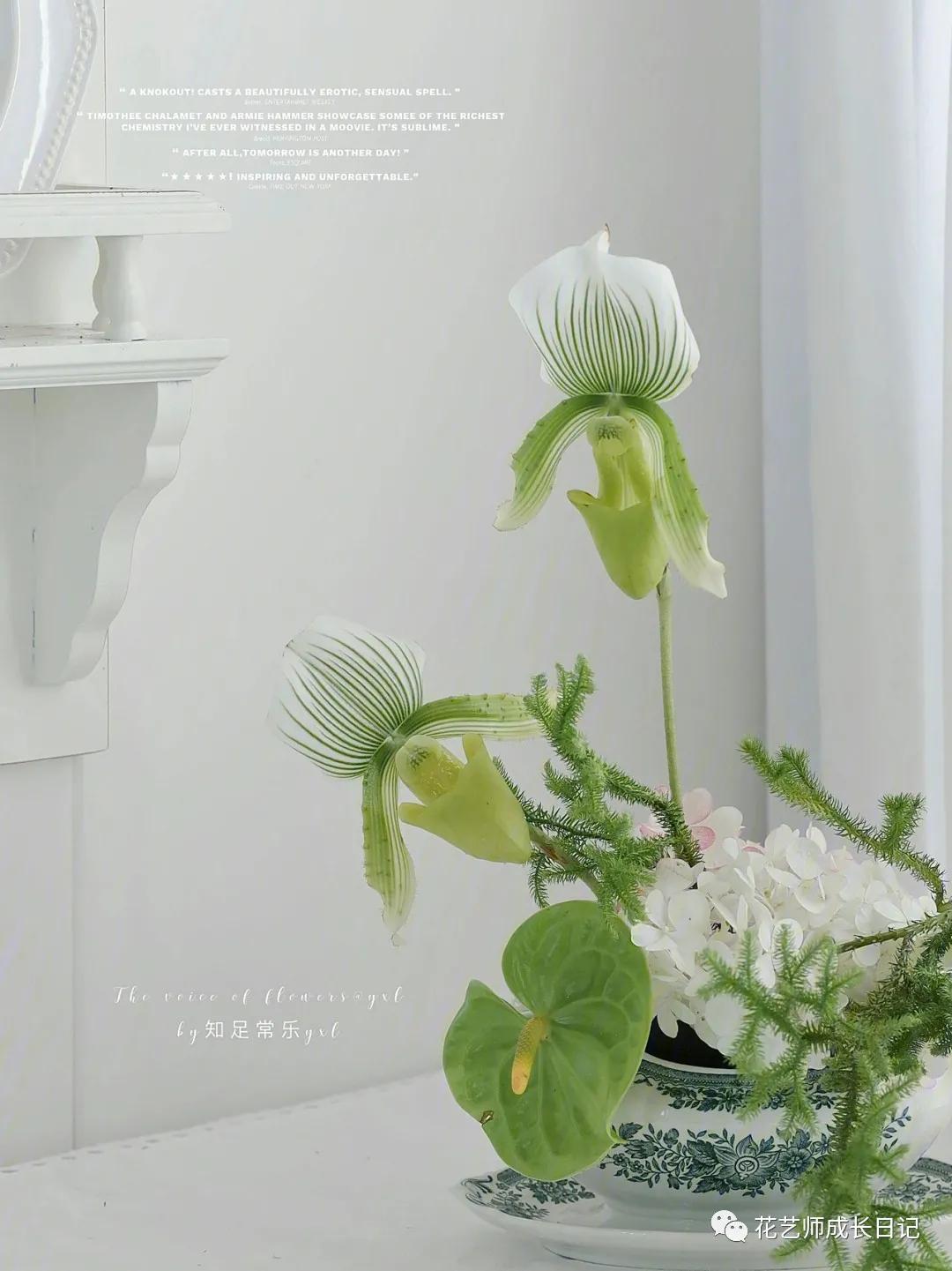 最名贵十种兰花兜兰,每日一花石竹花