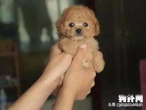 茶杯犬可不可爱会不会咬人,养茶杯犬的好处