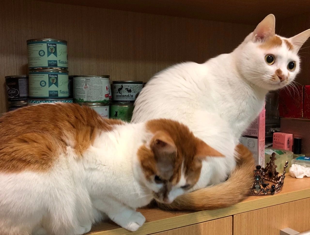 养猫后满屋子毛怎么办,家里养猫掉毛怎么处理