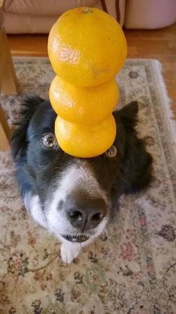 狗狗的跳蚤会跳到人身上吗,猫身上的跳蚤会传染给人吗